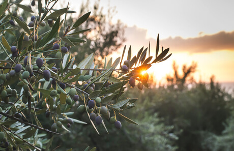 South Australia wins big in olive oil awards