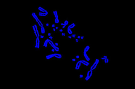 So-called &#39;dust specks&#39; are actually genome building blocks