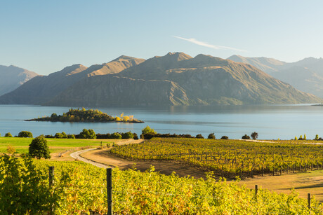 New Zealand&#39;s strong wine industry