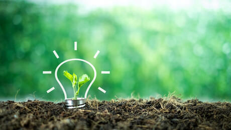 Bean plant roots turned into energy storage devices