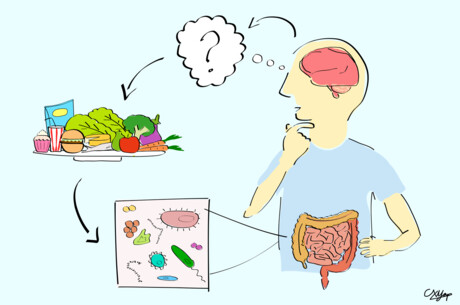 Gut microbiome&ndash;autism link flipped on its head