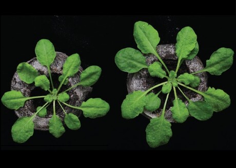 Bacteria engage sulfur to enable plant salt tolerance