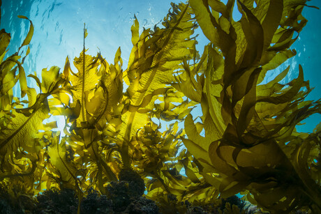 New Zealand invests in seaweed farming