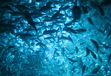 What 2022 looks like for the aquaculture industry What 2022 looks like for the aquaculture industry