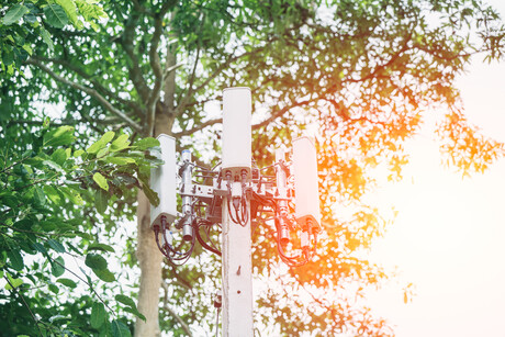 NIST studies effect of trees on transmission