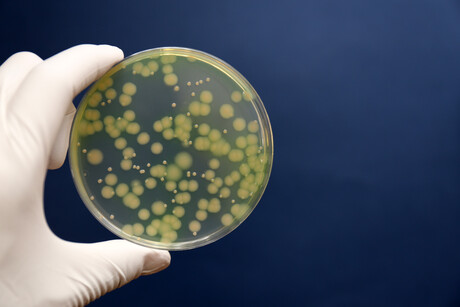 Antibiotic-resistance gene 'jumped' to dangerous pathogen Antibiotic-resistance gene 'jumped' to dangerous pathogen