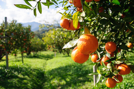 CitrusWatch: citrus disease surveillance program launched