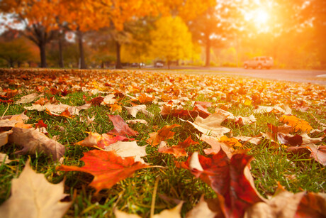Micro-supercapacitors made from fallen leaves Micro-supercapacitors made from fallen leaves