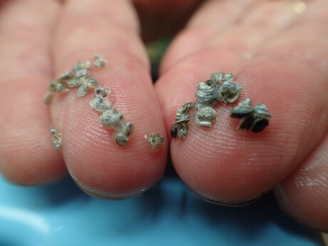 Blacklip oyster could hold key to Qld industry