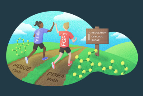 New route for regulating blood sugar independent of insulin New route for regulating blood sugar independent of insulin