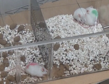 How the brain drives mice to seek social contact How the brain drives mice to seek social contact