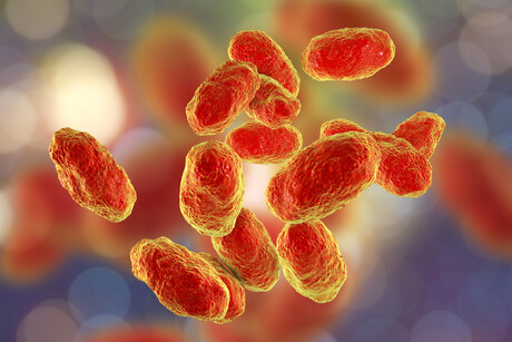'Jekyll and Hyde' bacteria behind respiratory infections 'Jekyll and Hyde' bacteria behind respiratory infections
