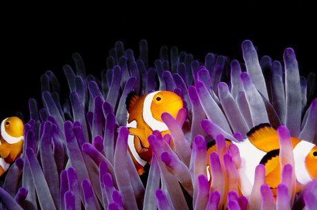 Ocean acidification may not directly affect fish behaviour