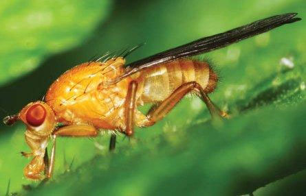 Lorne 2012: Modelling microRNAs Lorne 2012: Modelling microRNAs