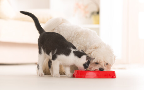 Researchers call for transparency in pet food labelling