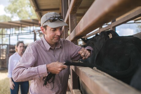 Qld scientists develop cattle age test using tail hair Qld scientists develop cattle age test using tail hair