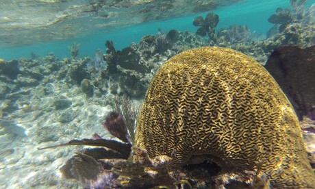 Caribbean coral reefs have been warming for 100+ years Caribbean coral reefs have been warming for 100+ years