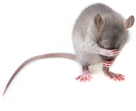Stress causes motor learning deficits in mice