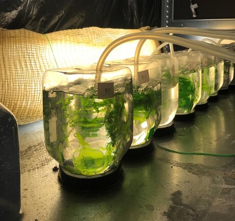 El agua de procesamiento de alimentos puede ser esencial para la acuicultura de algas El agua de procesamiento de alimentos puede ser esencial para la acuicultura de algas