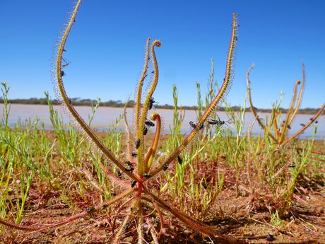 A look inside the stomachs of carnivorous plants A look inside the stomachs of carnivorous plants