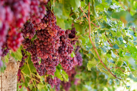 Food traceability about to get fruity with Australian Table Grapes