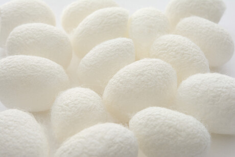 Edible silk design to extend shelf life of food is awarded Edible silk design to extend shelf life of food is awarded