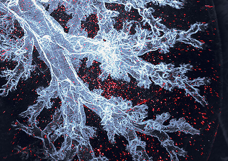 Macrophages can readjust to the body after cell culture Macrophages can readjust to the body after cell culture