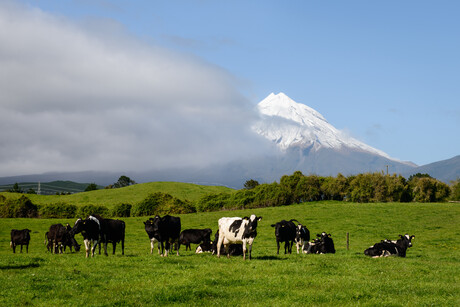 NZ boosts international dairy worker intake