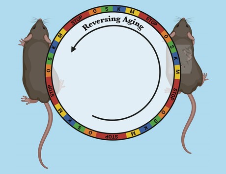 Cellular rejuvenation reverses signs of aging in mice