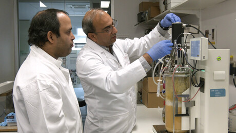 Ocean microbe could be key to animal-free meat