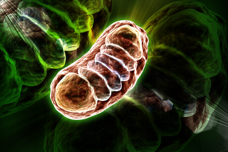 Milestone achieved in mitochondrial genome editing Milestone achieved in mitochondrial genome editing