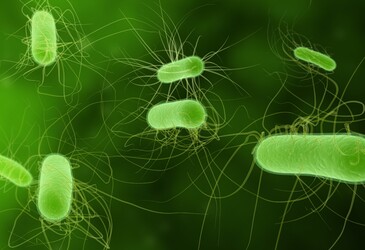 Aberrant protein found to kill bacterial cells Aberrant protein found to kill bacterial cells