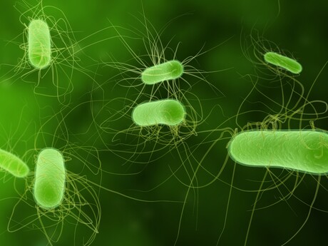 Aberrant protein found to kill bacterial cells