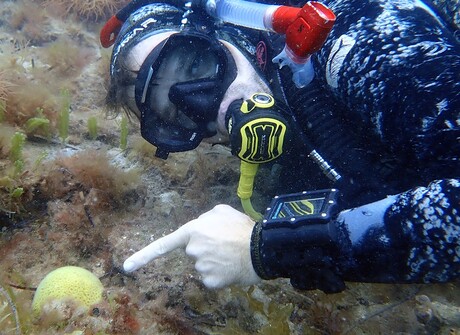 Researchers rediscover &#39;lost&#39; coral and wildflower species