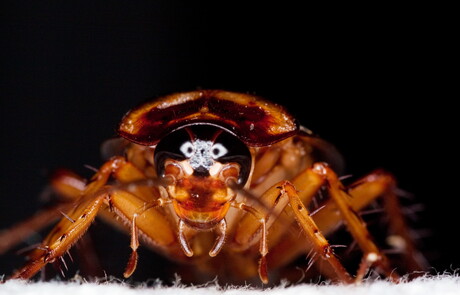 CRISPR gene editing now possible in cockroaches