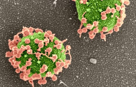 Phage therapy combo to combat antibiotic resistance Phage therapy combo to combat antibiotic resistance