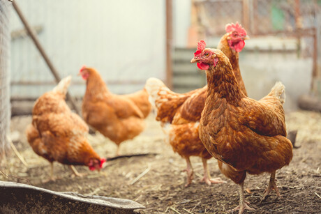 ACCC investigation leads to chicken contract changes