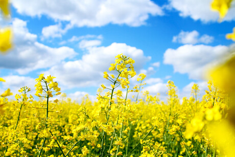 FSANZ calls for comments on genetically modified canola