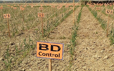 Super wheat can tolerate salty soils