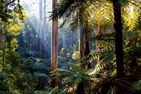 Rainforest trees have been dying faster since the &#39;80s