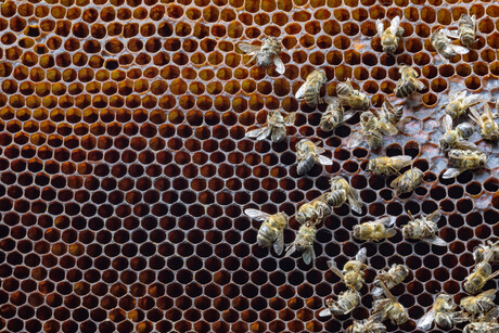 Dangerous bee pest detected in Port of Newcastle