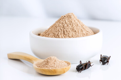 Researchers search for allergens in edible insect protein Researchers search for allergens in edible insect protein