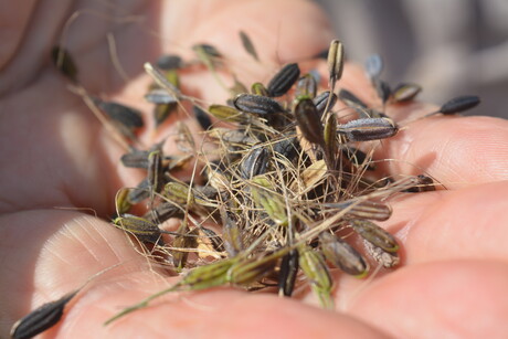 NT scientists serve up native rice