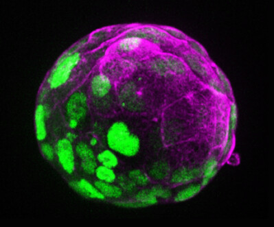 The early embryo is more in control than we thought