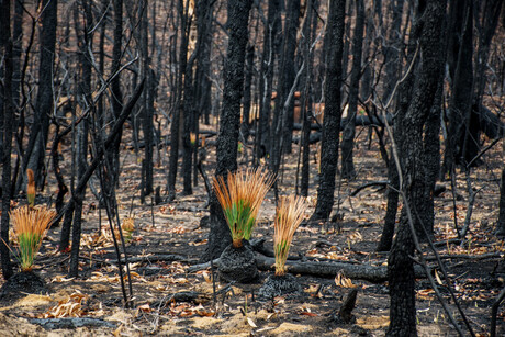 ED admissions spike after bushfires