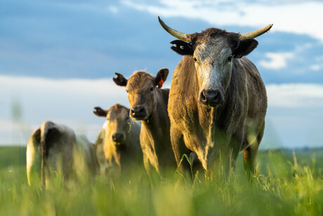 Australia fights to stave off foot-and-mouth disease Australia fights to stave off foot-and-mouth disease