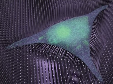 Nanowires accelerate stem cells&#39; transition into bone