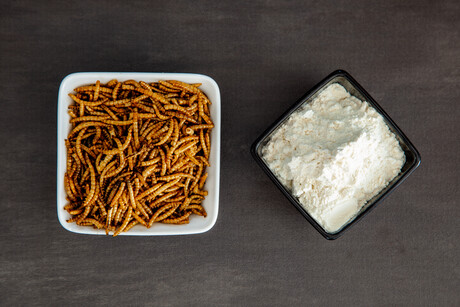 Insect protein company receives investment