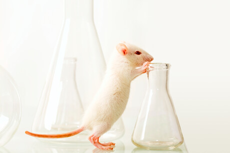 Animal research survey suggests more transparency needed