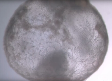 Synthetic embryo models created solely from stem cells